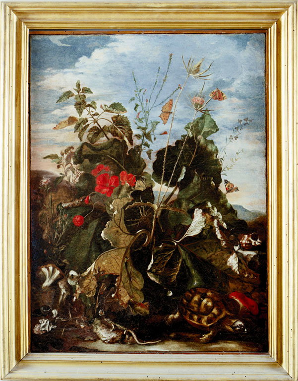 natura morta con insetti e fiori (dipinto) di Withoos Matthias (maniera) (sec. X
